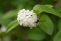 Insect called Hoverfly Meliscaeva cinctella sitting on white flower. Royalty Free Stock Photo